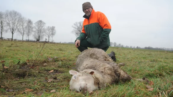 Drei tragende Mutterschafe und mehrere ungeborene L&auml;mmer fielen dem Wolf zum Opfer. - &copy; Joern Spreen-Ledebur