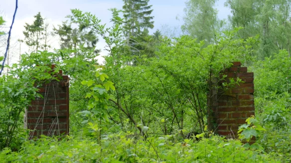 Dieses verwunschene Grundst&uuml;ck gibt unserem Leser Rainer L&uuml;bking R&auml;tsel auf. - &copy; Rainer L&uuml;bking