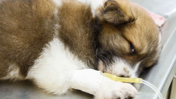 Unser Symbolfoto zeigt einen Welpen an der Infusion. Auch die in Unternienhagen bei Detmold befreiten Jungtiere brauchen Hilfe der Veterin&auml;re. - &copy; Puwadol Jaturawutthichai/Stockdevil/Stocklib