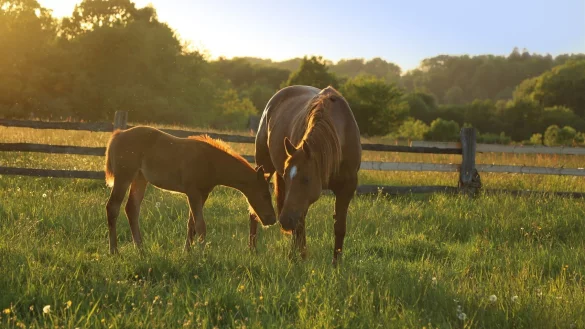 Um die Senner Pferde dreht sich ein Online-Vortrag des LWL-Freilichtmuseums Detmold. - © LWL/Jähne