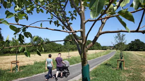Ein Beispiel f&uuml;r eine Ersatzpflanzung: Nachdem im Zuge der Bauarbeiten an der Heidenoldendorfer Stra&szlig;e B&auml;ume gef&auml;llt worden waren, wurden im Fr&uuml;hjahr 2019 daf&uuml;r Obstb&auml;ume am Rad- und Fu&szlig;weg von Heidenoldendorf &uuml;ber den Vietberg nach Hiddesen gepflanzt.&nbsp; - &copy; Bernhard Preuss