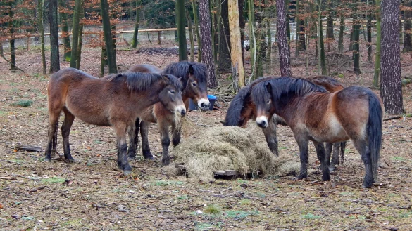 Die Naturparkführer bieten Wanderungen und Planwagenfahrten in die Wistinghauser Senne an. Dort grasen neben den Ponys auch Schottische Hochlandrinder.
Archivfoto: Gunter Held - © Gunter Held