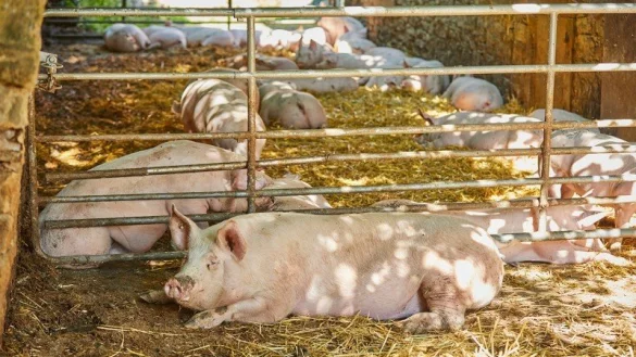 Bei Familie Avenhaus-K&uuml;hn leben die Schweine in Gruppen bis zu acht Tieren auf Stroh. - &copy; Bildrechte: K&uuml;hn-Avenhaus GbR