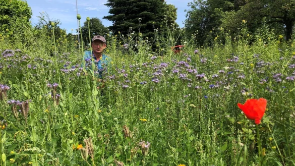 Uwe Weigel in seiner Bl&uuml;hwiese an der Herforder Stra&szlig;e, die ein paar Meter weiter hinter seinem R&uuml;cken verl&auml;uft. Etwa 400 Quadratmeter ist die Bienenweide gro&szlig;. - &copy; Sven Kienscherf