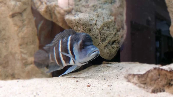 Ein Cyphotilapia gibberosa "Blue Zaire Moba" - &copy; Janet K&ouml;nig