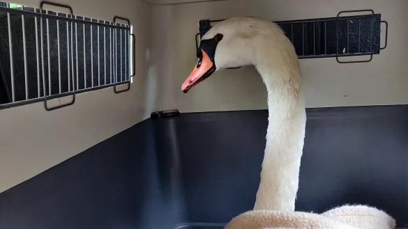 Hansi im Wagen des Tierheims: Der Schwan war schwer verletzt. - &copy; Tierheim Bielefeld