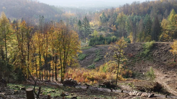 Blick vom T&ouml;nsberg auf die lippischen W&auml;lder, die sich zum gr&ouml;&szlig;ten Teil in Privatbesitz befinden. Die Schneise im Wald ist eine Spur, die der Orkan Friederike vor drei Jahren hinterlassen hat. - &copy; Martin D&uuml;sterberg