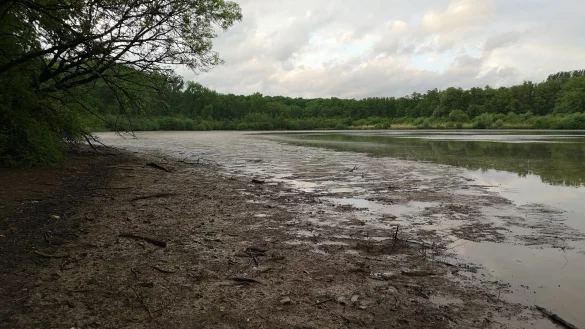 Der Norderteich hat viel Wasser durch ein Leck im Stauwehr verloren. Eine Reparatur soll im Herbst erfolgen. - &copy; Dietrich Horstmann