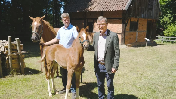 Hengstfohlen Bernhard erh&auml;lt seinen Namen von Stephan Prinz zur Lippe. Ulrich Meier vom Freilichtmuseum h&auml;lt die Mutter Odette am Z&uuml;gel - auch sie wurde als Senner Pferd von Stephan Prinz zur Lippe getauft. - &copy; Sven Koch(LZ)
