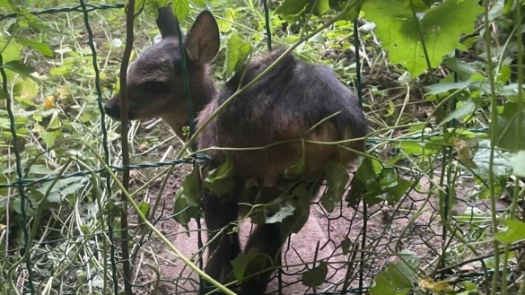 Hatte sich in Zaun verfangen: Die Feuerwehr befreite das Tier am Samstagnachmittag. - &copy; Christopher Rieks