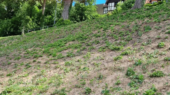 Der Efeu will am Hang einfach nicht richtig wachsen. Dass es so kommen w&uuml;rde, hatten die Gr&uuml;nen bereits bei der urspr&uuml;nglichen Planung angemerkt, erinnert der damalige Fraktionschef Timo Broeker. - &copy; Marianne Schwarzer(LZ)