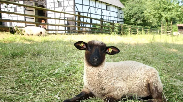 Das Freilichtmuseum Detmold bietet Ferienprogramm für Kinder im Grundschulalter an. Eine der "Naturbegegnungen" dreht sich um Schafe und Schäfer. - © LWL / Stuke