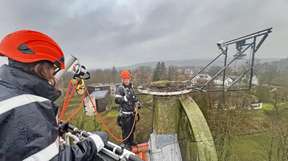 An dem Storchen-Nistplatz hoch &uuml;ber Lemgo-Brake ist jetzt das Gestell f&uuml;r eine Profi-Filmkamera &uuml;berholt worden. - &copy; Robin J&auml;hne