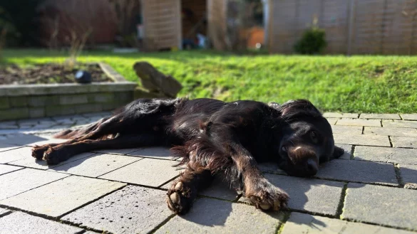 Wird das Wetter besser, verbringen nicht nur die Vierbeiner wieder viel Zeit drau&szlig;en auf Wiese und Co. Doch auch achtbeinige Kreaturen warten im Gras. - &copy; Carolin Brokmann-F&ouml;rster