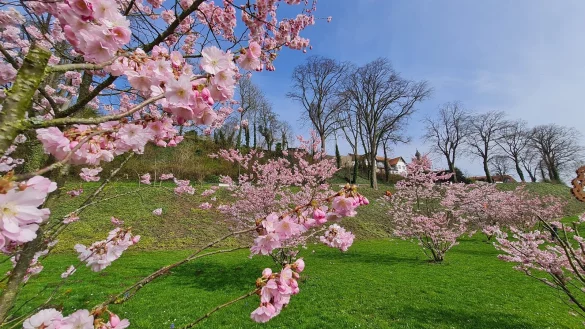 Die japanischen Zierkirschen im Nelkenpark sind mittlerweile verbl&uuml;ht. Mitarbeiter des Bauhofes haben noch einmal den halbkahlen Hang gej&auml;tet und weitere Efeupflanzen in die L&uuml;cken gesetzt. - &copy; Marianne Schwarzer