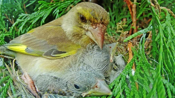 Die Gr&uuml;nfinken haben den Wintereinbruch gut &uuml;berstanden. Praktischerweise ern&auml;hren sie sich nicht von Insekten, sondern von K&ouml;rnern und Beeren, die sie zu dieser Jahreszeit noch gut finden. Robin J&auml;hne hat eine Kamera am Nest montiert. - &copy; Robin J&auml;hne