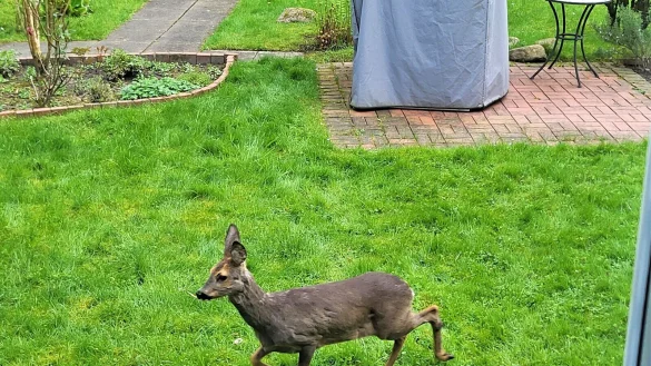 L&auml;uft ein Reh durch den Garten ... bei Kurt Wenzel an der Melanchthonstra&szlig;e. Einige Rosenknopsen sind es dem Tier wert. - &copy; Kurt Wenzel