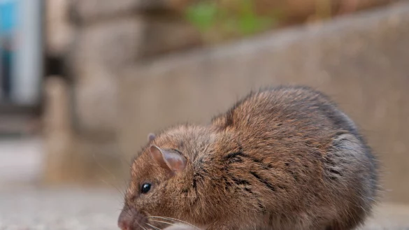 So niedlich die kleinen Nager vielleicht auch aussehen: Ratten k&ouml;nnen Krankheiten &uuml;bertragen. - &copy; picture alliance / imageBROKER