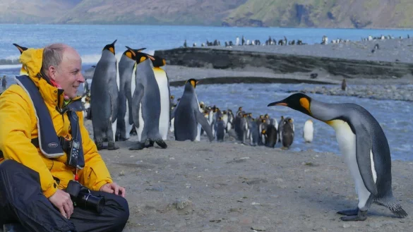 Wer ist denn das? In S&uuml;dgeorgien fand sich Christian Rommel Auge in Auge mit einem K&ouml;nigspinguin wieder. Die Neugierde war beidseitig. - &copy; Christian Rommel
