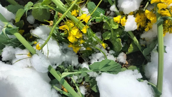 V&ouml;llig verschneit pr&auml;sentierte sich der Raps am vergangenen Wochenende in Teilen des Kreises H&ouml;xter. Die Sch&auml;den sind betr&auml;chtlich. - &copy; Janek G&uuml;thoff