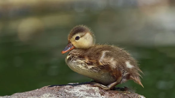 F&uuml;r die Tiere kam die Rettung aus dem Kanal gerade rechtzeitig. W&auml;ren sie nicht entdeckt worden, h&auml;tte ihnen wom&ouml;glich der Tod gedroht. - &copy; Symbolbild: Pixabay