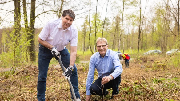 Stephan Grigat, Aufsichtsratsvorsitzender der Stadtwerke Detmold (links), und J&ouml;rg Karlikowski, Gesch&auml;ftsf&uuml;hrer der Stadtwerke Detmold, legen im Leistruper Wald selbst Hand an. - &copy; Mike-Dennis M&uuml;ller / www.mdm.photo