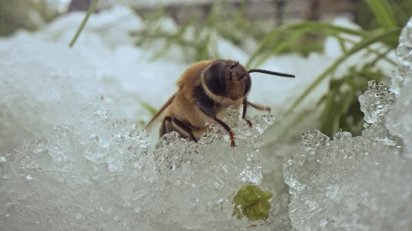 Der Erkundungsflug ist der Biene am Wochenende zum Verh&auml;ngnis geworden: Sie kam vom Schnee nicht mehr hoch. - &copy; Robin J&auml;hne