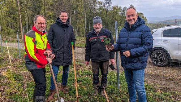Pflanzten junge Gebirgsmammutb&auml;ume: Ralf Gerke (Staff-Stiftung Lemgo), F&ouml;rster Frank Homuth, Sebastian Prei&szlig; (Staff-Stiftung) sowie Verbandsvorsteher J&ouml;rg D&uuml;ning-Gast (von rechts). - &copy; LVL