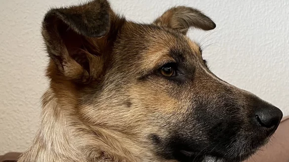 Neuzugang Franzi im Alter von sechs Monaten. - &copy; Silvia Dober