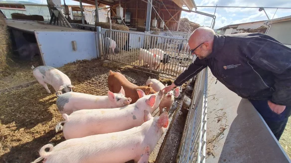 Jederzeit k&ouml;nnen sich die Schweine in den &uuml;berdachten Teil des Offenstalls zur&uuml;ckziehen. Dass Matthias Petig ein Herz f&uuml;r seine Tiere hat, ist ihm deutlich anzumerken. - &copy; Marianne Schwarzer