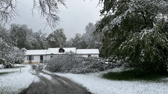 Die Wege im Freilichtmuseum Detmold waren am Sonntagmorgen teilweise durch abgebrochene &Auml;ste und umgest&uuml;rzte B&auml;ume gesperrt. Deswegen blieb das Museum geschlossen. - &copy; LWL/Saskia Frei-Klages