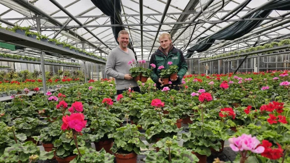Der allergr&ouml;&szlig;te Teil der Gew&auml;chsh&auml;user ist unbesch&auml;digt. Frank Schr&ouml;der (links) und sein Betriebsleiter Jonathan Mehrmann stehen inmitten einer Geranien-Pracht. Die Fr&uuml;hlings- und Sommerpflanzen wachsen sehr gut, es gibt eine gro&szlig;e Auswahl im Verkauf. - &copy; Astrid Sewing