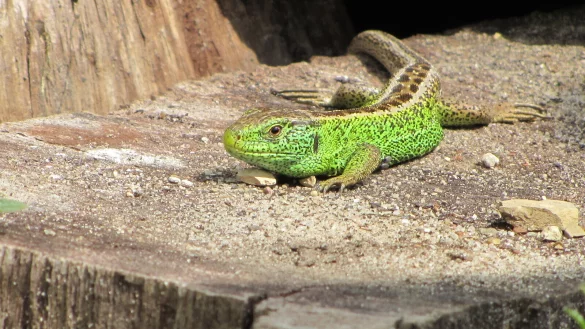 Zauneidechsen werden bis zu 28 Zentimeter groß. In der Paarungszeit sind die Männchen an ihrer hellgrünen Farbe zu erkennen. - © Ulrich Kaminski