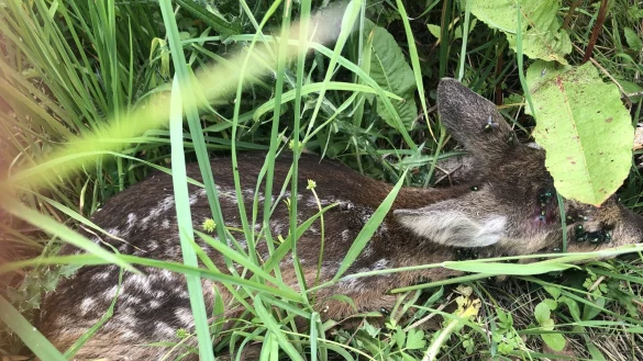 Von Fliegen belagert, offensichtlich verletzt, aber lebendig: das Rehkitz am Mythenweg, Was tun, wenn man so ein Baby entdeckt? - &copy; Silke Buhrmester
