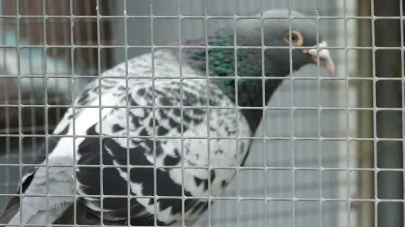 Hinter Gittern: Bei Taubenfreunden &uuml;bernachtet das Tier nat&uuml;rlich im Schlag.&nbsp; - &copy; Axel B&uuml;rger