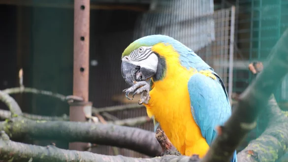 Auch wenn es nicht Lilli ist: So sieht der gesuchte Gelbbrustara aus, der im Mai in Sachsen entflogen ist. So ein Tier fliegt nun auch durch Lippe. - &copy; Sigurd Gringel