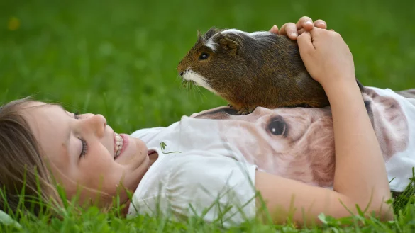 Meerschweinchen geh&ouml;ren zu den beliebtesten Haustieren. Dabei ist diese Rasse f&uuml;r Kinder gar nicht geeignet &ndash; wie auch kaum ein anderes Kleintier. - &copy; Verwendung weltweit, usage worldwide