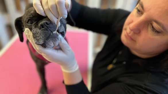 Auf den Zahn gef&uuml;hlt: Hundefriseurin Ines Kleine bietet eine Zahnsteinentfernung ohne Narkose an - ein in G&uuml;tersloh bislang einmaliger Service. Hier l&auml;sst die f&uuml;nf Jahre alte Bulldoggen-Mix-Dame "Luna" die Behandlung &uuml;ber sich ergehen. - &copy; Christian Br&ouml;der
