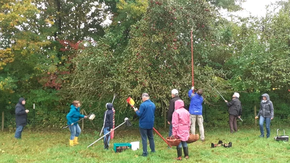 Trotz des Regens pfl&uuml;cken Leopoldsh&ouml;herinnen und Leopoldsh&ouml;her eifrig die &Auml;pfel am Heimathof. - &copy; Till Neuhaus