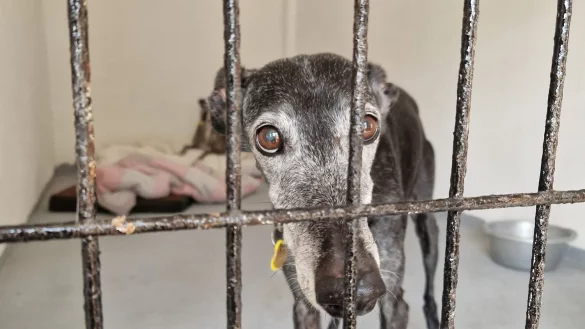Tausende spanische Windhunde warten in Heimen auf ein liebevolles Zuhause. - &copy; Candy Wittenberg