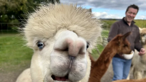 Blue ist neugierig und liebt Kameras - beinahe h&auml;tte das Alpaka mit dem Blue-Eyed-White Gendefekt, das zwar stechend blaue Augen hat, aber schlecht h&ouml;rt, das Objektiv gek&uuml;sst. - &copy; Nicole Sielermann