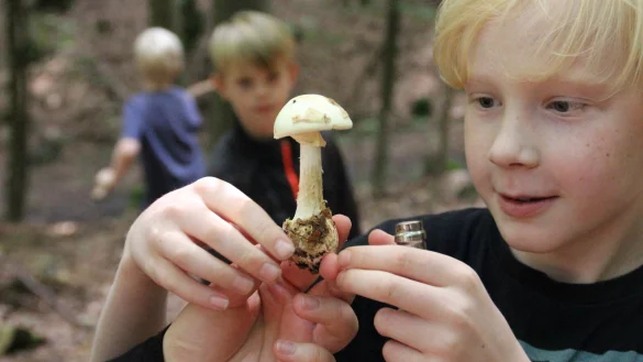 Gef&auml;hrliche Faszination: Immer wieder werden Knollenbl&auml;tterpilze f&uuml;r Champignons gehalten und gegessen. Die Folgen sind verheerend. - &copy; Anna-Lena Ryczek