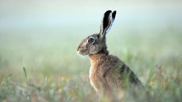 Die Krankheit endet f&uuml;r die Hasen meist t&ouml;dlich. - &copy; Symbolbild: Pixabay