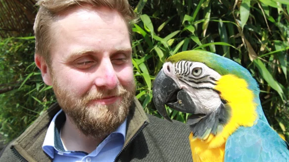 Marc-Philip Eckstein mit Gelbbrustara "Sven" im Vogelpark Heiligenkirchen. Zwei dieser V&ouml;gel fliegen derzeit &uuml;ber Lippe - &copy; Martin Hostert