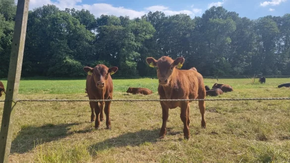 K&auml;lber auf der Weide. In Rischenau wurden Ende September zwei neugeborene Tiere tot auf einer Weide gefunden. Wurden sie von einem Wolf gerissen? - &copy; Symbolbild: Kirsten Fuhrmann