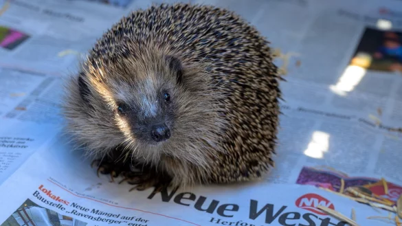 Der junge Igel, mit dem Kinder Fu&szlig;ball gespielt haben, ist auf dem Weg der Besserung. Tanja und Mark Groundwater haben das Tier aufgep&auml;ppelt. - &copy; All rights reserved