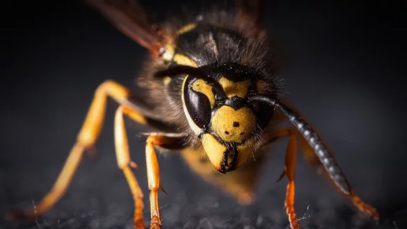 Pl&ouml;tzlich l&ouml;ste ein Insekt - wie hier diese Wespe - bei der Fahrsch&uuml;lerin eine unkontrollierte Reaktion am Steuer des Golfs aus. - &copy; Symbolfoto: Pixabay / Creative Commons