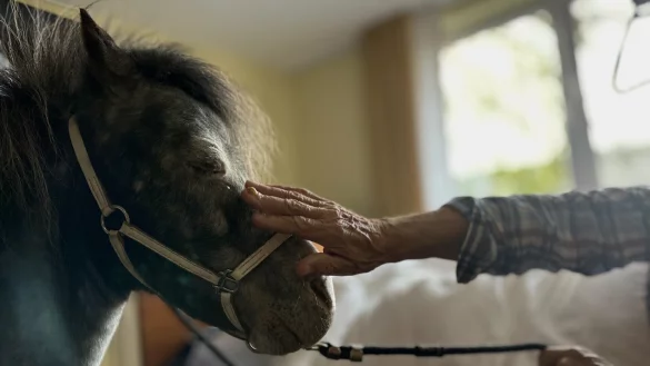 F&uuml;r viele Seniorinnen und Senioren ist der Besuch der Ponys ein unbezahlbarer Gl&uuml;cksmoment. Pony Lion genie&szlig;t die Streicheleinheit. - &copy; Danielle D&ouml;rsing