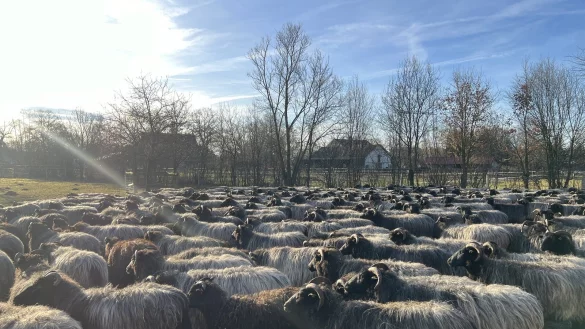 Die Herde der Heidschnuckensch&auml;ferei in der Senne ist durch die Blauzungenkrankheit geschrumpft. - &copy; Jennifer Retslav
