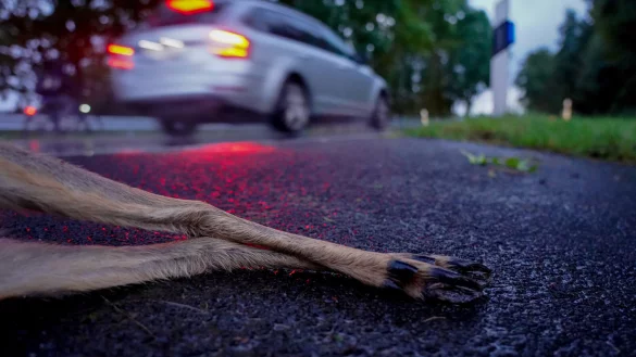 Wildunf&auml;lle kommen mit fr&uuml;h einsetzender D&auml;mmerung h&auml;ufiger vor. - &copy; Kapuhs/DJV